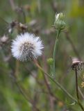 Picris hieracioides