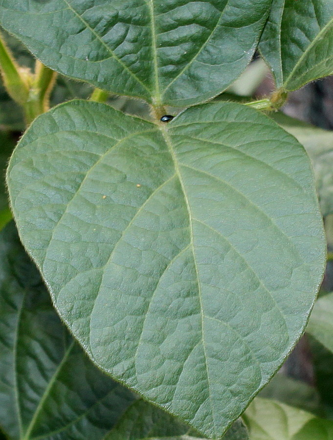 Image of Glycine max specimen.