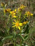 Senecio racemosus