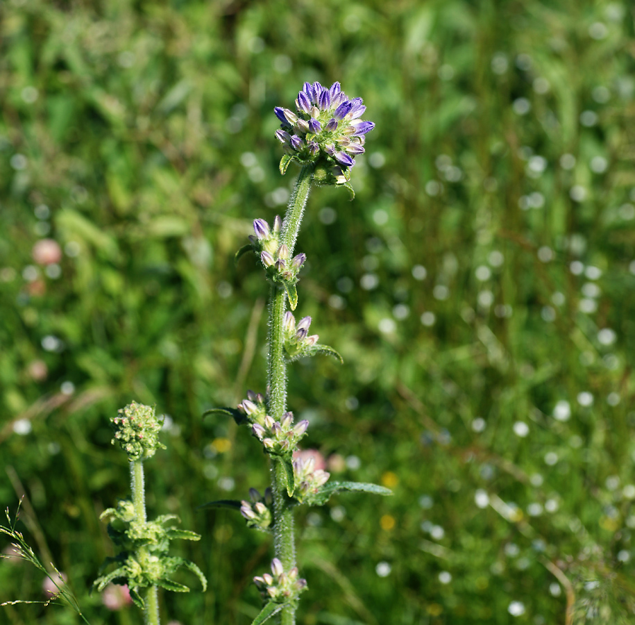 Image of Campanula cervicaria specimen.