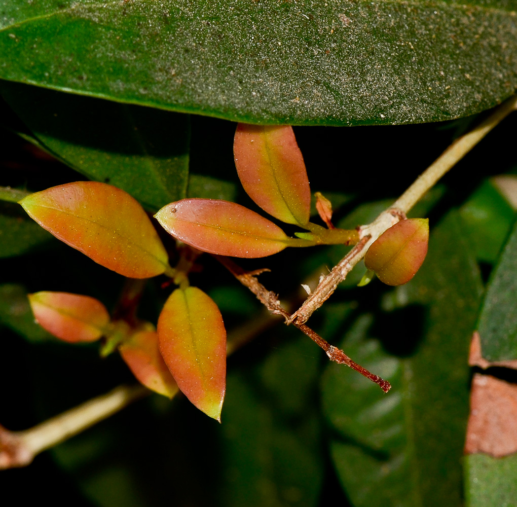 Image of Syzygium australe specimen.