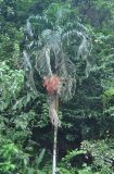 Carpentaria acuminata. Крона плодоносящего растения. Таиланд, национальный парк Си Пханг-нга. 19.06.2013.