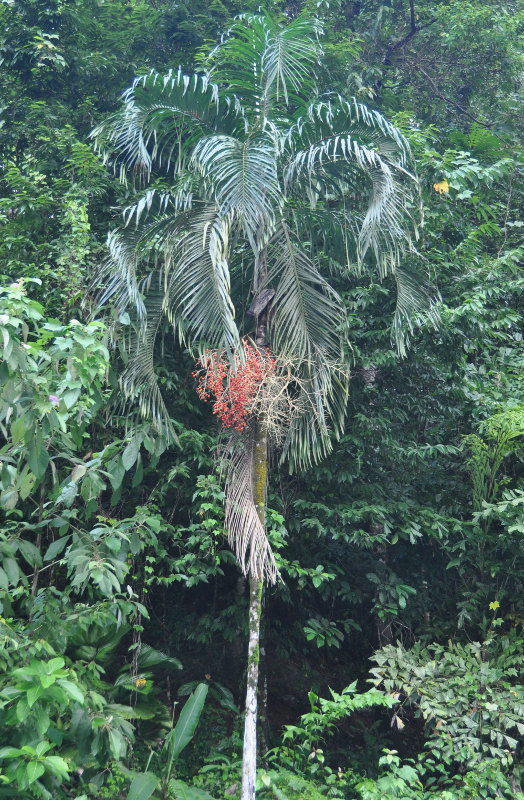 Изображение растения Carpentaria acuminata.