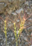 Aegilops triuncialis. Соплодия. Черноморское побережье Кавказа, Геленджикский р-н, севернее пос. Кабардинка, у мыса Пенай, каменистый берег близ ручья. 12 июня 2013 г.