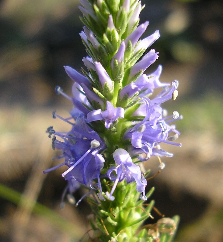 Image of Veronica barrelieri specimen.