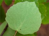 Populus tremula. Лист (нижняя сторона). Карелия, Лоухский р-н, окр. пос. Чкаловский, Белое море, о. Чернышёв. 15.06.2013.