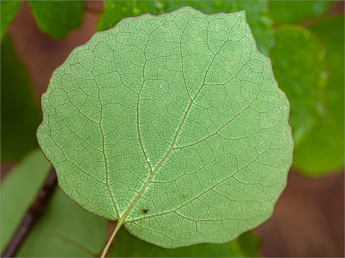 Изображение особи Populus tremula.