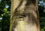 Quercus coccinea