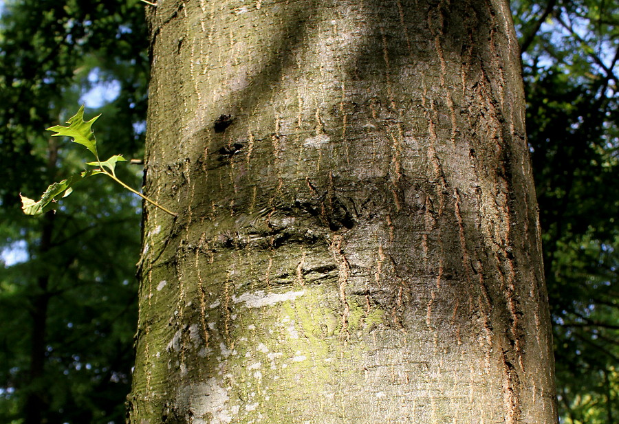 Image of Quercus coccinea specimen.