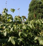 Aesculus parviflora. Верхушки побегов с соплодиями. Германия, г. Дюссельдорф, Ботанический сад университета. 04.09.2013.