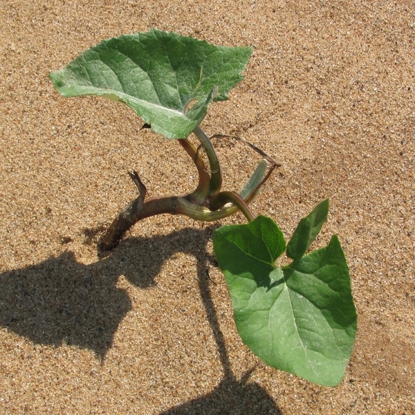 Image of Petasites spurius specimen.