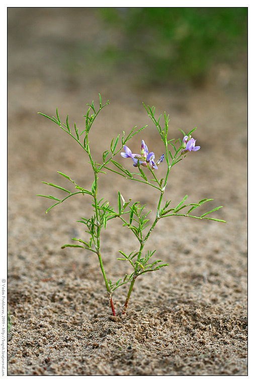 Image of Astragalus arenarius specimen.