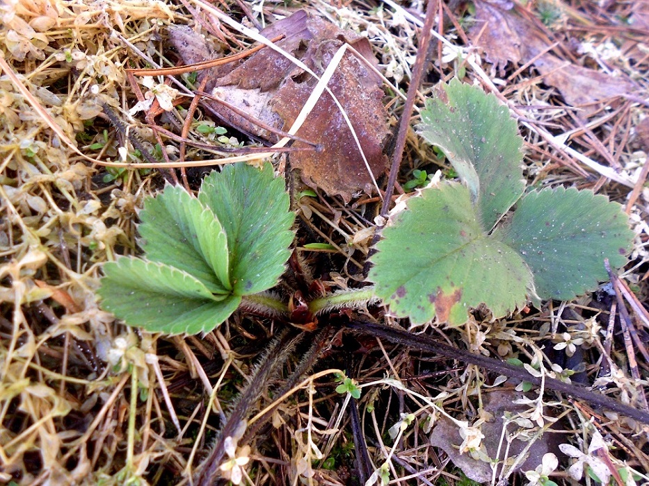 Изображение особи Fragaria vesca.