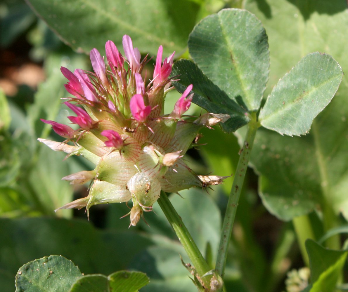 Image of Trifolium spumosum specimen.
