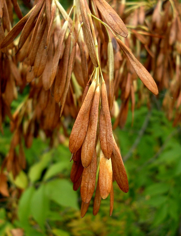 Изображение особи Fraxinus pennsylvanica.