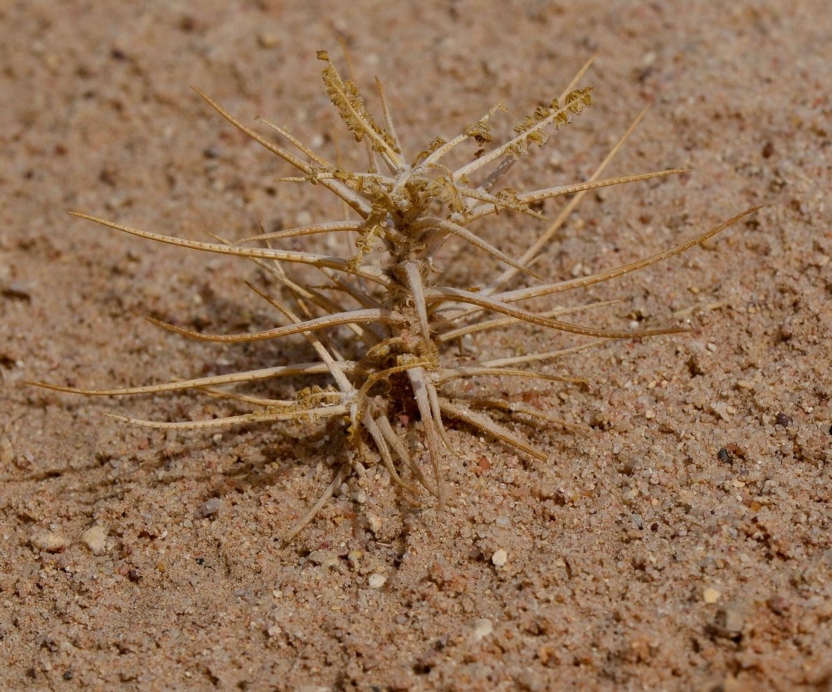 Image of Astragalus sieberi specimen.