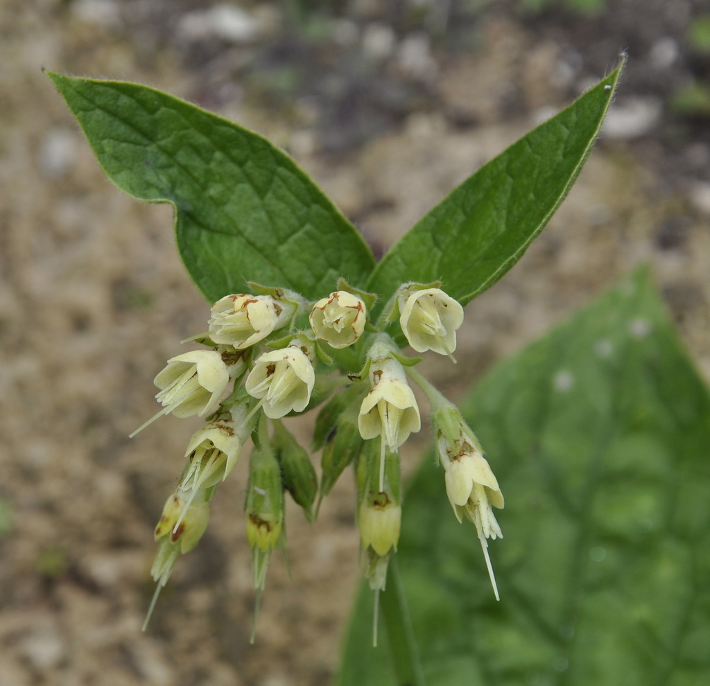 Изображение особи Symphytum bulbosum.