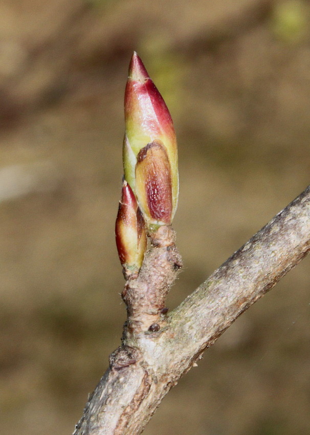Image of Corylopsis sinensis specimen.