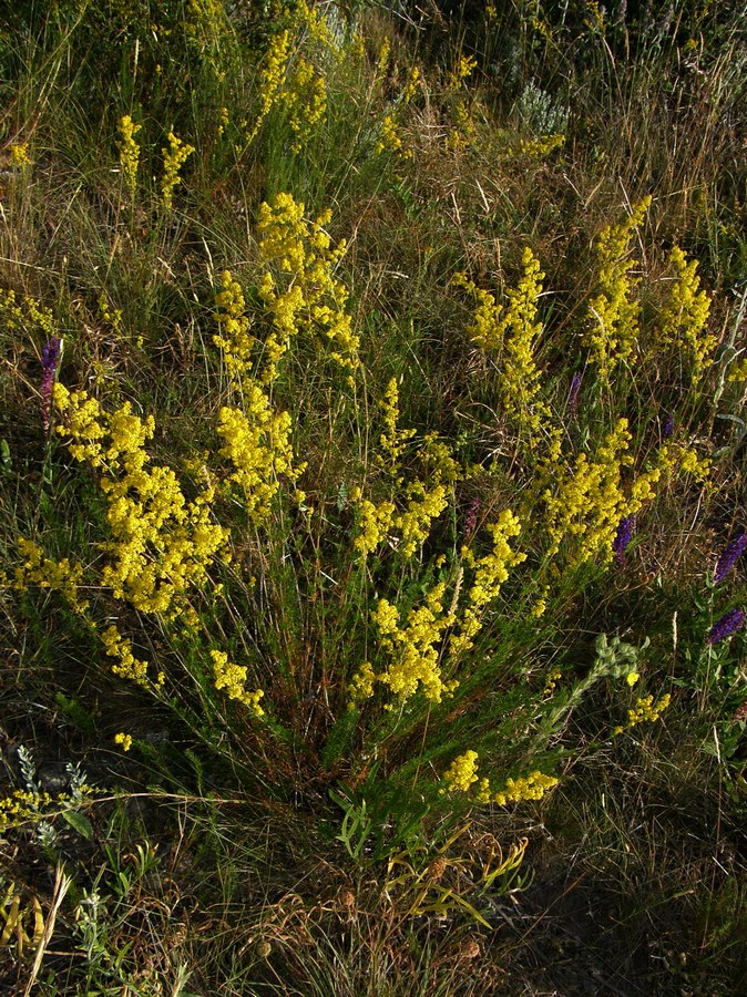 Изображение особи Galium verum.