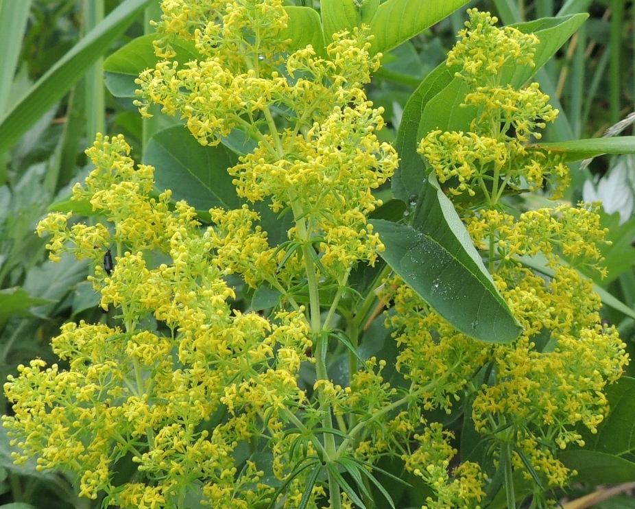 Изображение особи Galium verum.