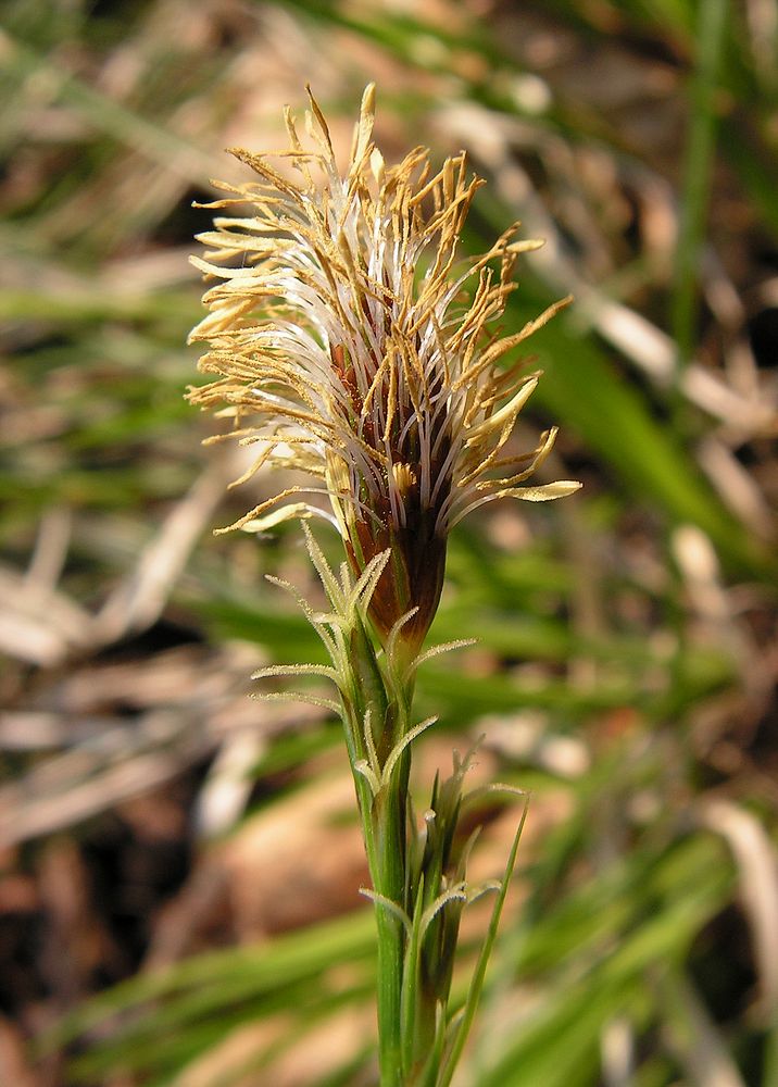 Image of genus Carex specimen.