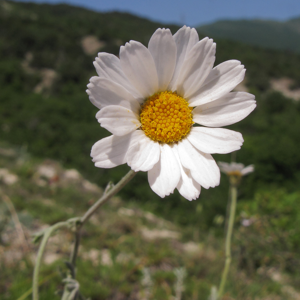 Изображение особи Pyrethrum poteriifolium.