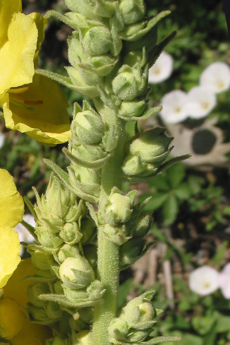 Изображение особи Verbascum phlomoides.