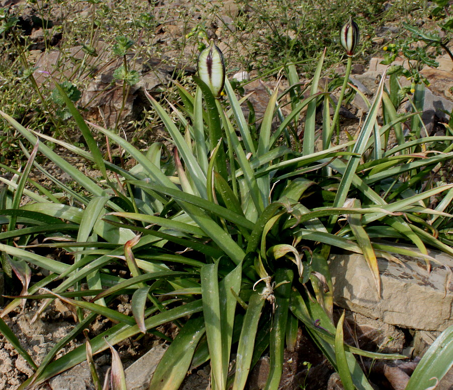 Image of Tulipa tarda specimen.