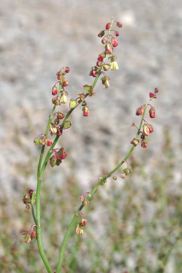 Изображение особи Rumex hastifolius.