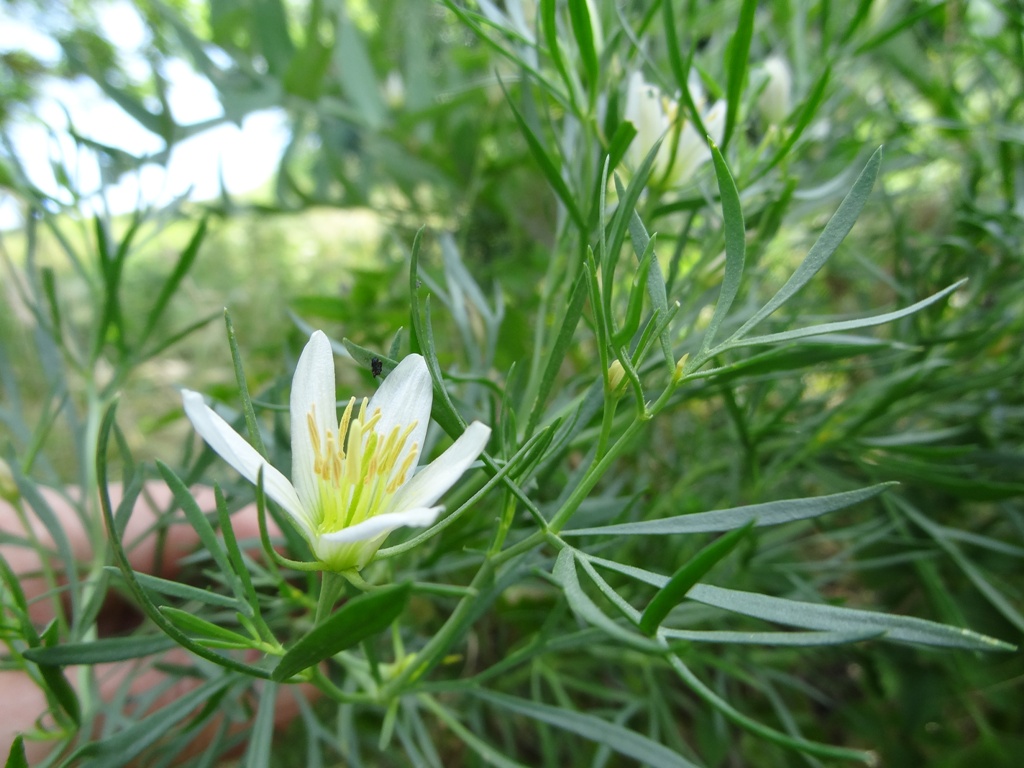 Image of Peganum harmala specimen.