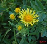 Inula britannica