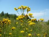 Crepis sibirica