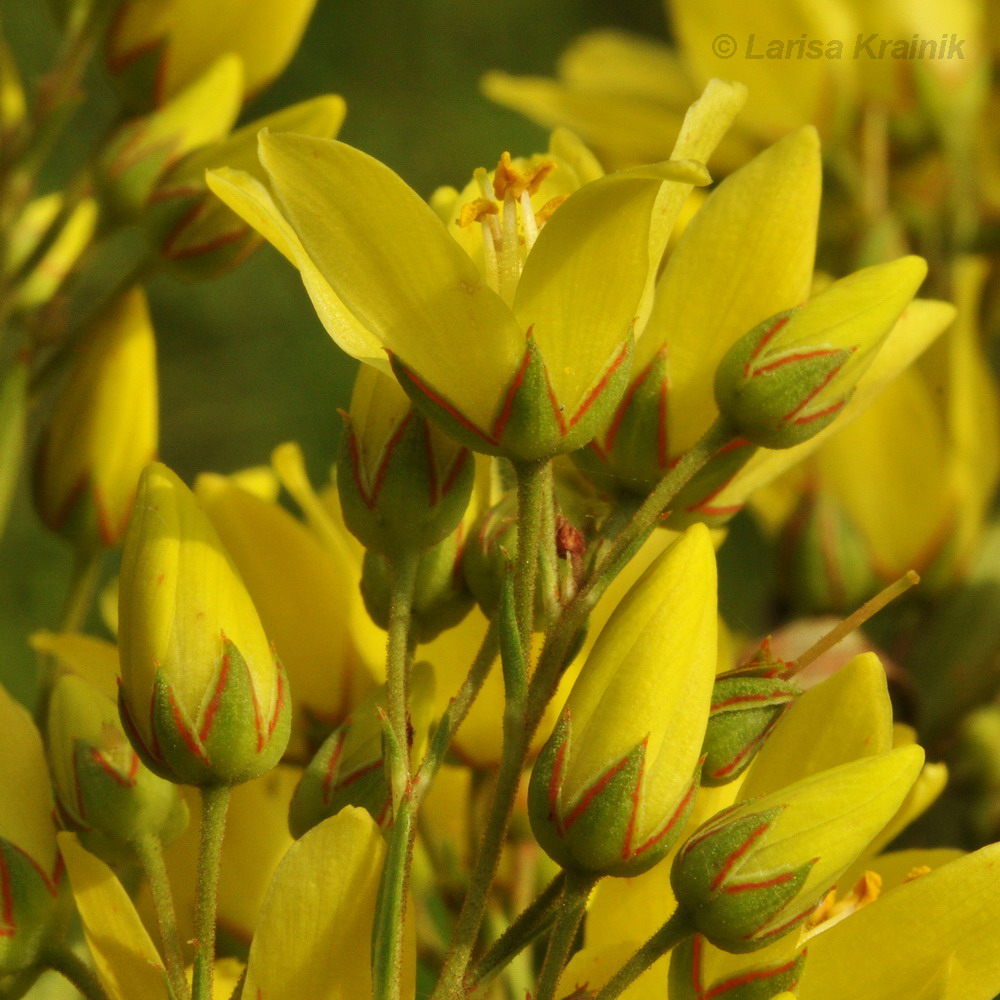 Изображение особи Lysimachia davurica.