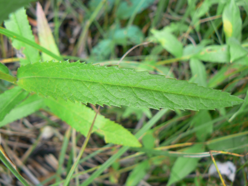 Image of Senecio paludosus specimen.