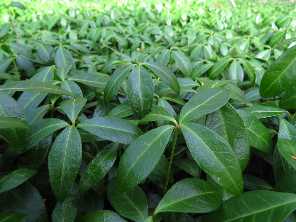 Image of Vinca minor specimen.