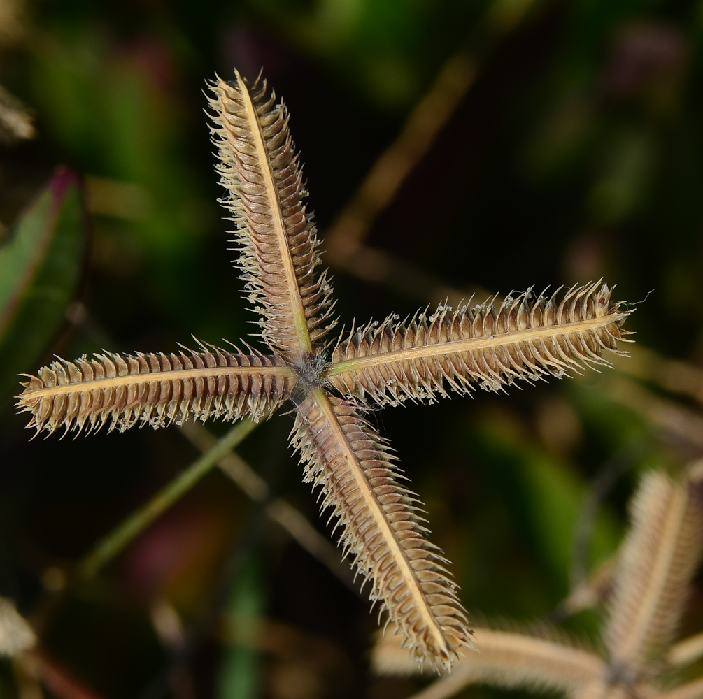 Изображение особи Dactyloctenium aegyptium.