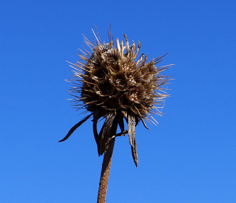 Image of Scabiosa lachnophylla specimen.