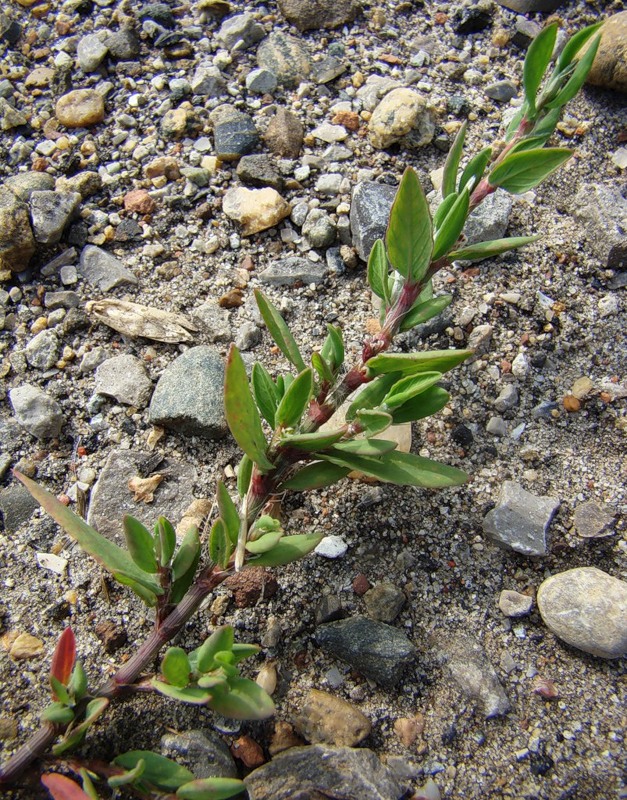 Изображение особи род Polygonum.