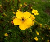 Dasiphora fruticosa. Цветок. Москва, ВДНХ, Мичуринский сад, в культуре. 09.10.2014.