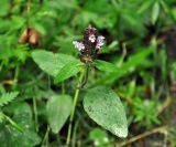 Prunella vulgaris. Верхушка цветущего растения. Карачаево-Черкесия, окр. пос. Домбай, долина р. Аманауз. 27.07.2014.