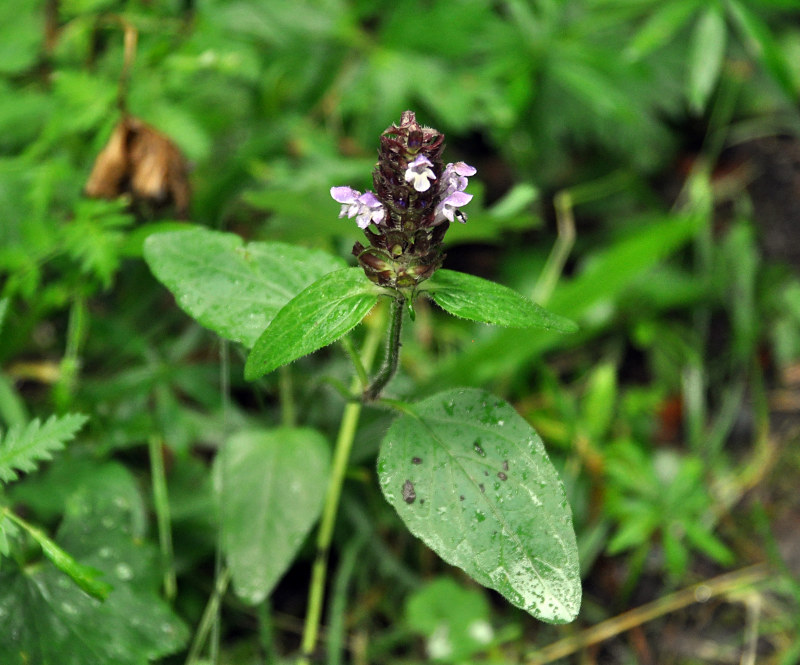 Изображение особи Prunella vulgaris.