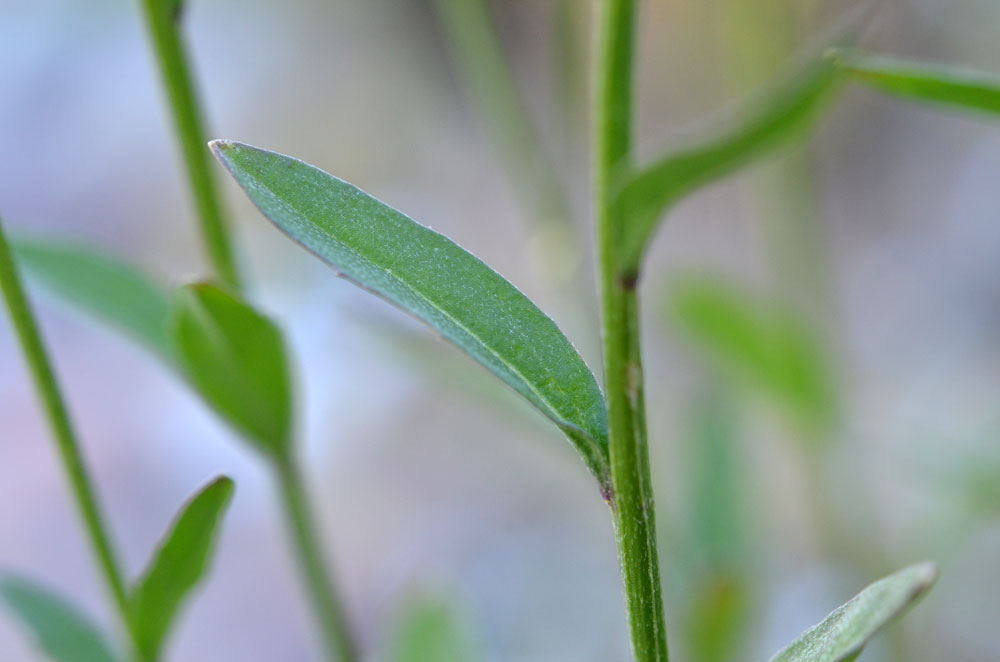 Image of Erysimum hieraciifolium specimen.