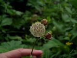 genus Astrantia