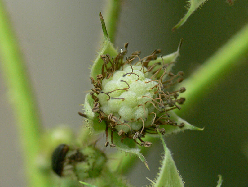 Изображение особи Rubus komarovii.