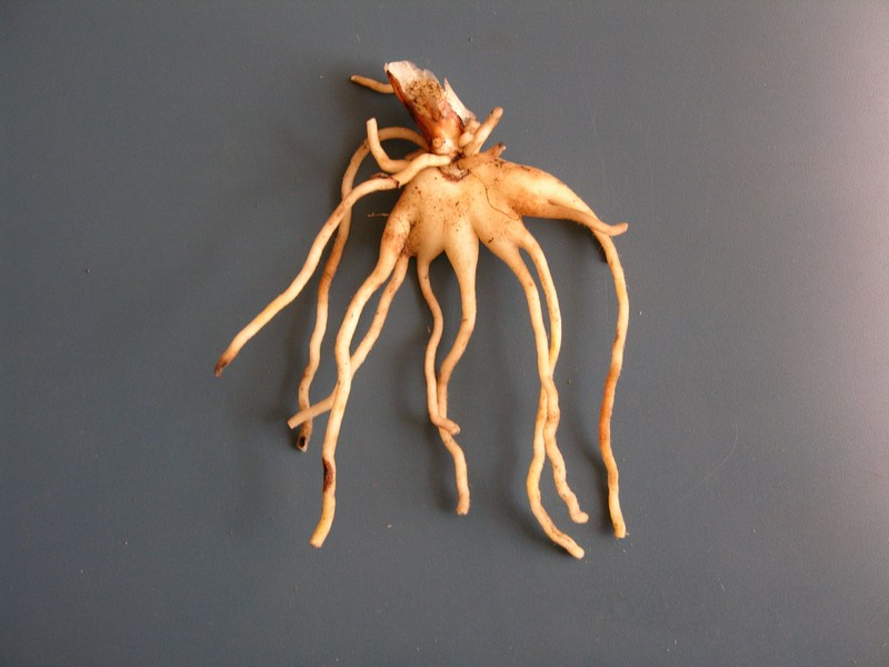 Image of Dactylorhiza aristata specimen.