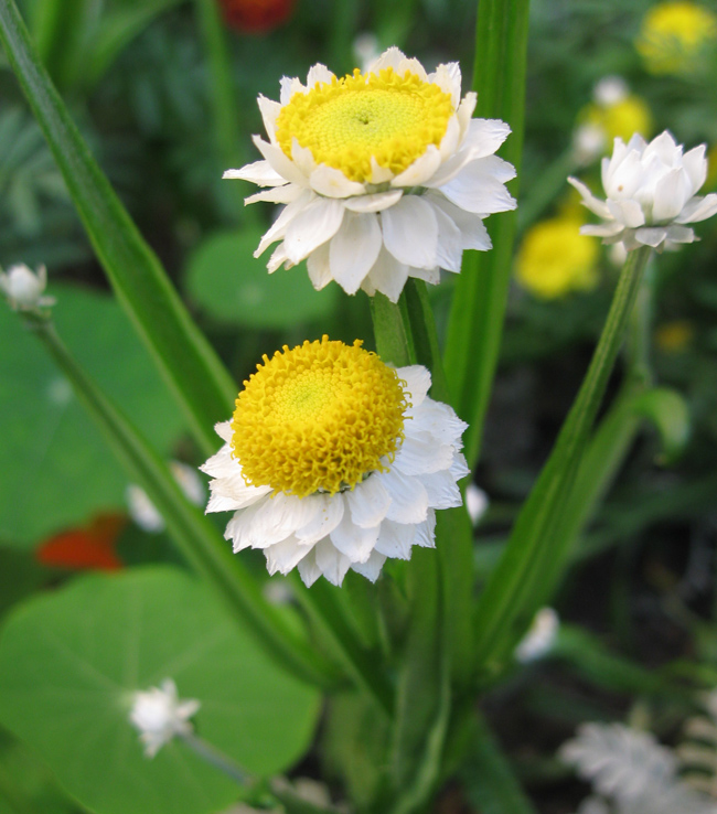 Изображение особи Ammobium alatum.