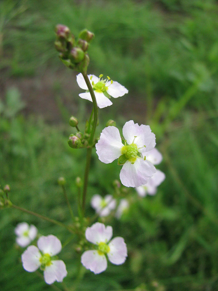 Image of Alisma plantago-aquatica specimen.