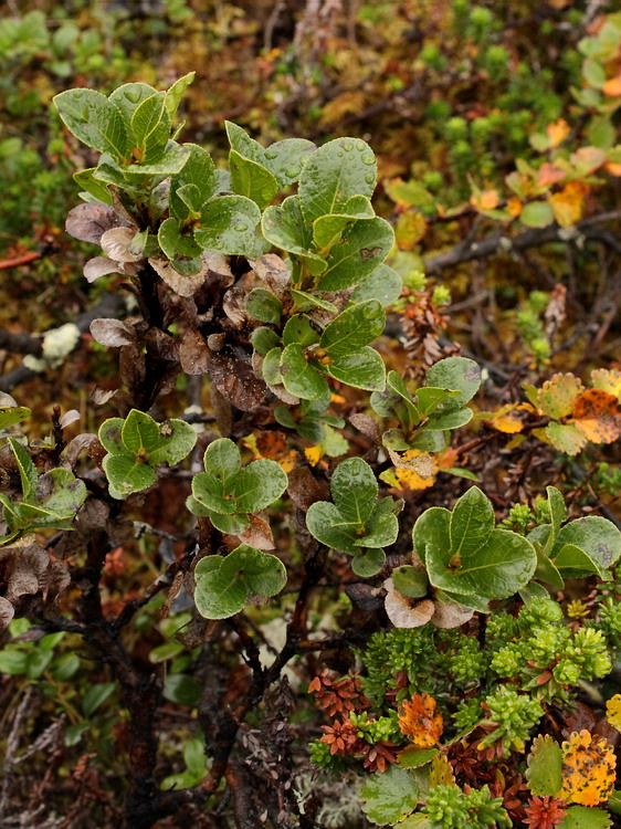 Изображение особи Salix myrsinites.