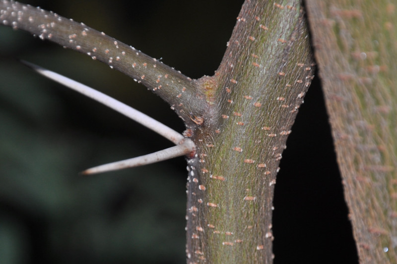 Изображение особи Vachellia farnesiana.