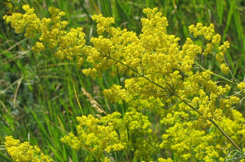 Изображение особи Galium verum.